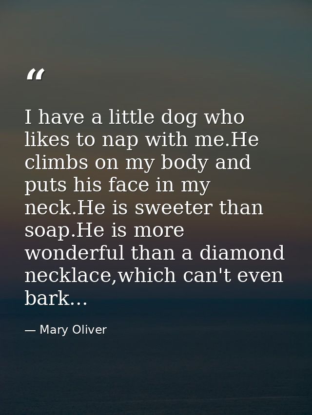 I have a little dog who likes to nap with me.He climbs on my body and puts his face in my neck.He is sweeter than soap.H — Mary Oliver