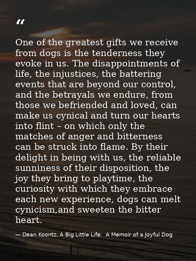 One of the greatest gifts we receive from dogs is the tenderness they evoke in us. The disappointments of life, the inju — Dean Koontz, A Big Little Life:  A Memoir of a Joyful Dog