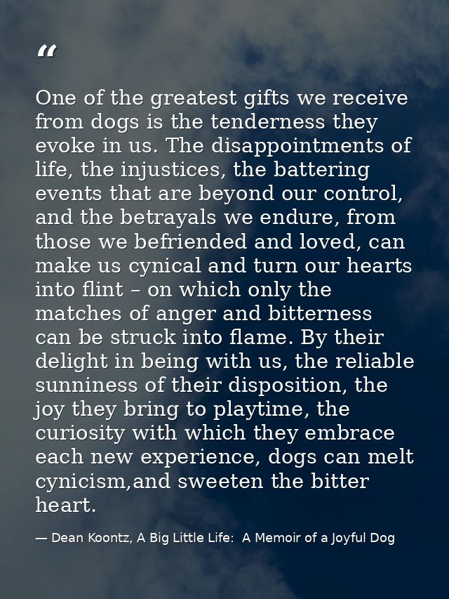 One of the greatest gifts we receive from dogs is the tenderness they evoke in us. The disappointments of life, the inju — Dean Koontz, A Big Little Life:  A Memoir of a Joyful Dog