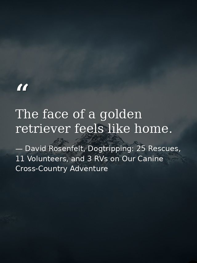 The face of a golden retriever feels like home. — David Rosenfelt, Dogtripping: 25 Rescues, 11 Volunteers, and 3 RVs on Our Canine Cross-Country Adventure