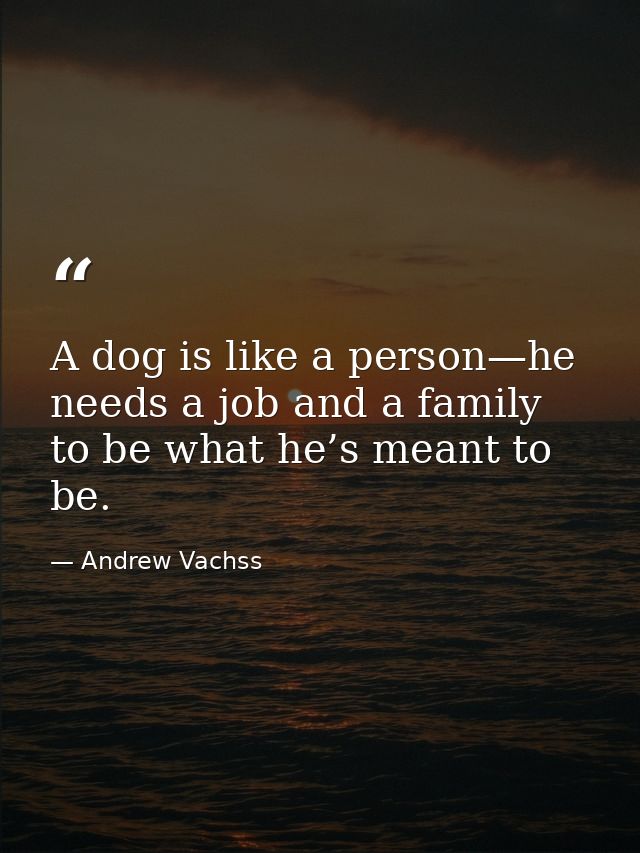 A dog is like a person—he needs a job and a family to be what he’s meant to be. — Andrew Vachss