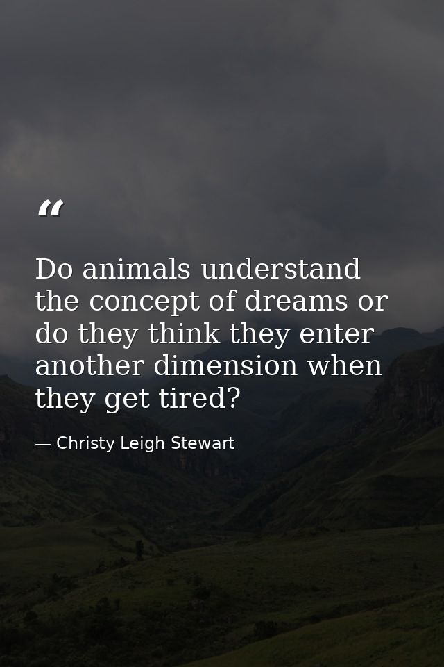 Do animals understand the concept of dreams or do they think they enter another dimension when they get tired? — Christy Leigh Stewart