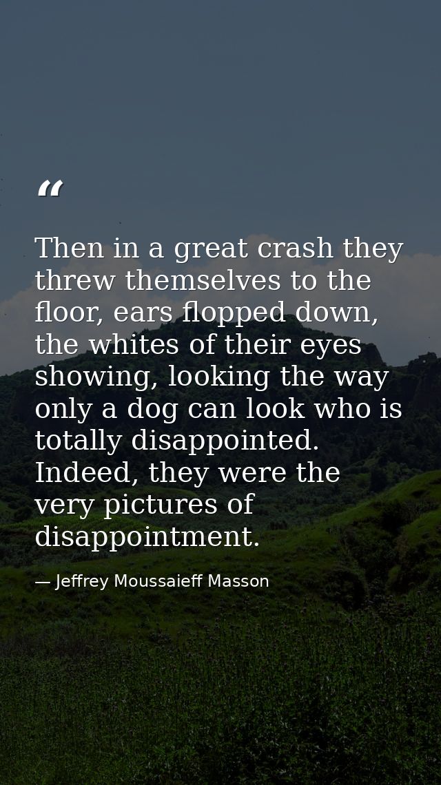 Then in a great crash they threw themselves to the floor, ears flopped down, the whites of their eyes showing, looking t — Jeffrey Moussaieff Masson