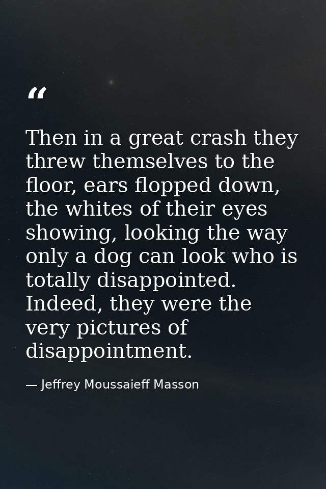 Then in a great crash they threw themselves to the floor, ears flopped down, the whites of their eyes showing, looking t — Jeffrey Moussaieff Masson