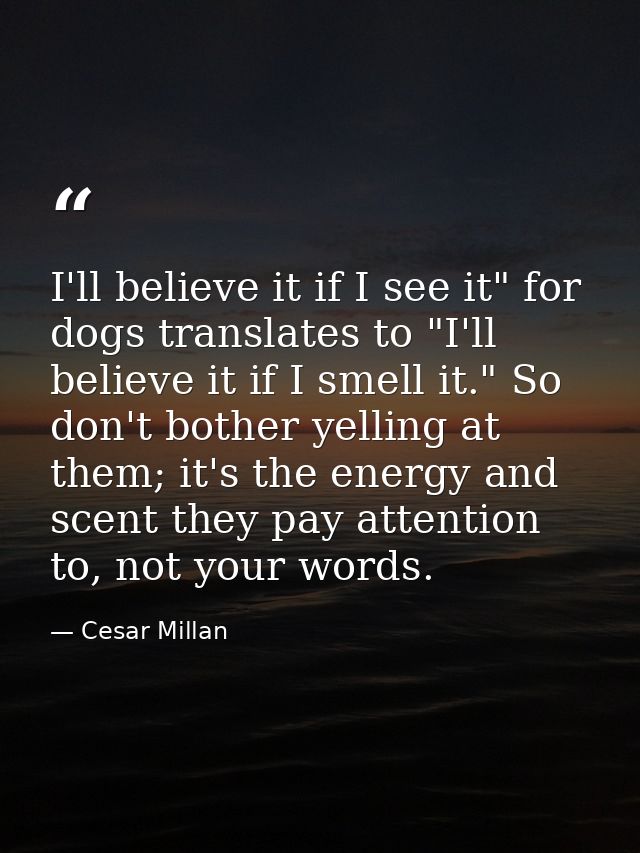 I'll believe it if I see it" for dogs translates to "I'll believe it if I smell it." So don't bother yelling at them; it — Cesar Millan
