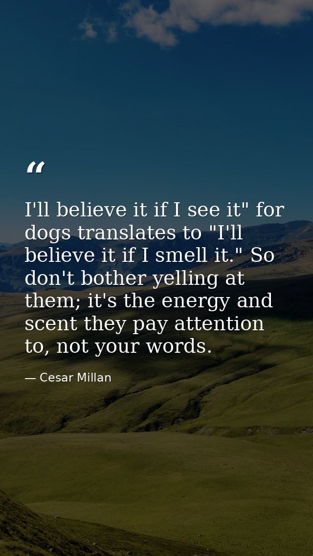 I'll believe it if I see it" for dogs translates to "I'll believe it if I smell it." So don't bother yelling at them; it — Cesar Millan