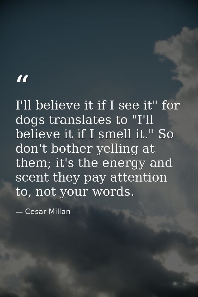 I'll believe it if I see it" for dogs translates to "I'll believe it if I smell it." So don't bother yelling at them; it — Cesar Millan
