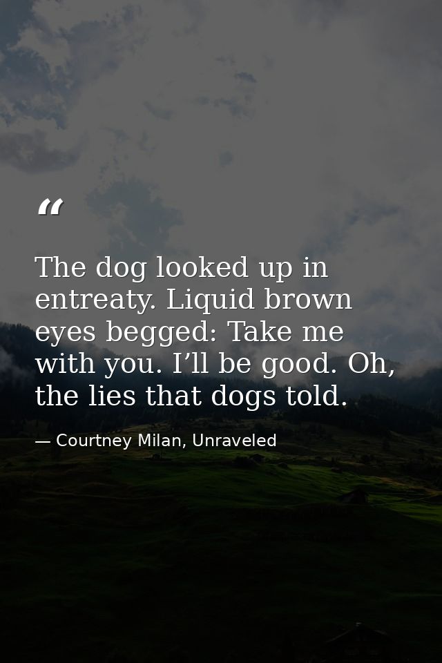 The dog looked up in entreaty. Liquid brown eyes begged: Take me with you. I’ll be good. Oh, the lies that dogs told. — Courtney Milan, Unraveled