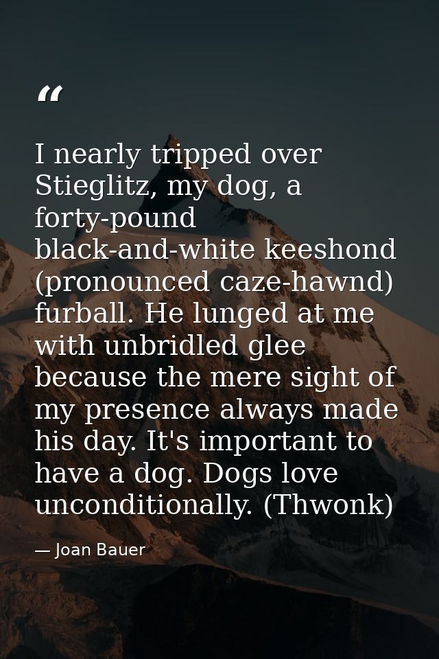 I nearly tripped over Stieglitz, my dog, a forty-pound black-and-white keeshond (pronounced caze-hawnd) furball. He lung — Joan Bauer