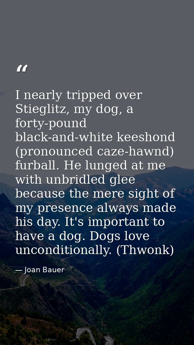 I nearly tripped over Stieglitz, my dog, a forty-pound black-and-white keeshond (pronounced caze-hawnd) furball. He lung — Joan Bauer