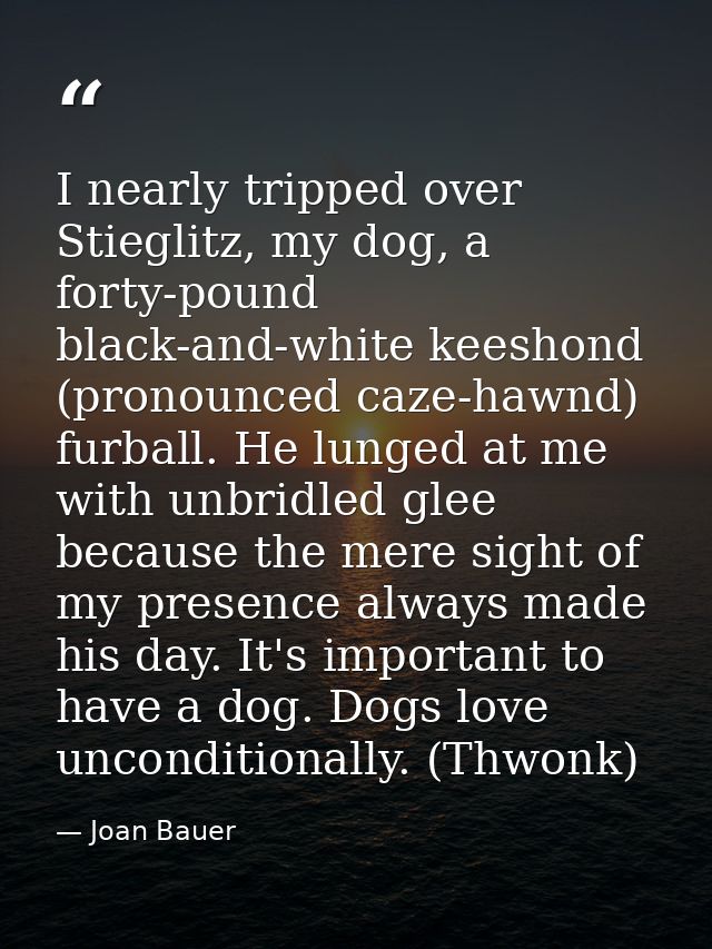 I nearly tripped over Stieglitz, my dog, a forty-pound black-and-white keeshond (pronounced caze-hawnd) furball. He lung — Joan Bauer
