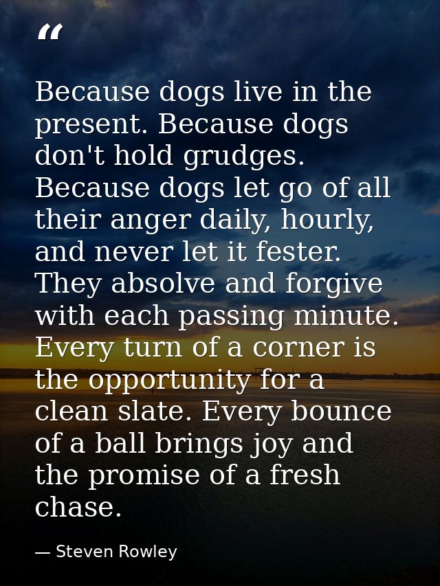 Because dogs live in the present. Because dogs don't hold grudges. Because dogs let go of all their anger daily, hourly, — Steven Rowley