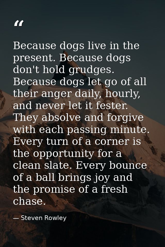 Because dogs live in the present. Because dogs don't hold grudges. Because dogs let go of all their anger daily, hourly, — Steven Rowley