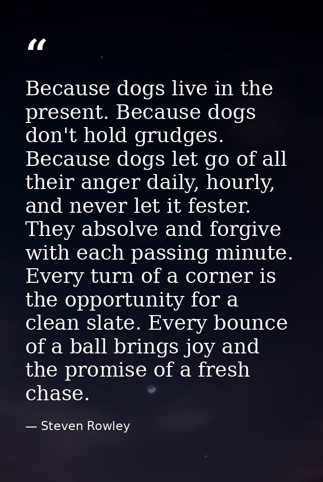 Because dogs live in the present. Because dogs don't hold grudges. Because dogs let go of all their anger daily, hourly, — Steven Rowley