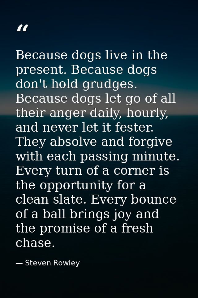 Because dogs live in the present. Because dogs don't hold grudges. Because dogs let go of all their anger daily, hourly, — Steven Rowley