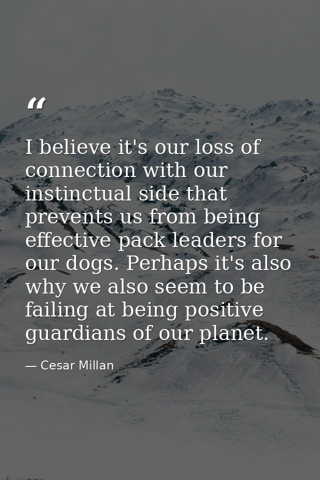 I believe it's our loss of connection with our instinctual side that prevents us from being effective pack leaders for o — Cesar Millan