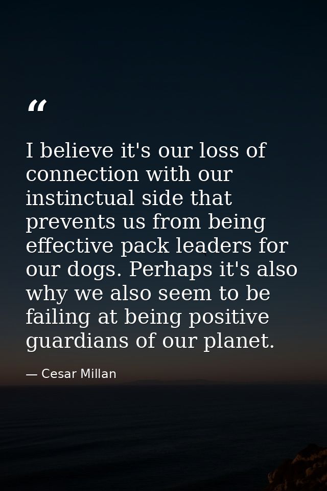 I believe it's our loss of connection with our instinctual side that prevents us from being effective pack leaders for o — Cesar Millan