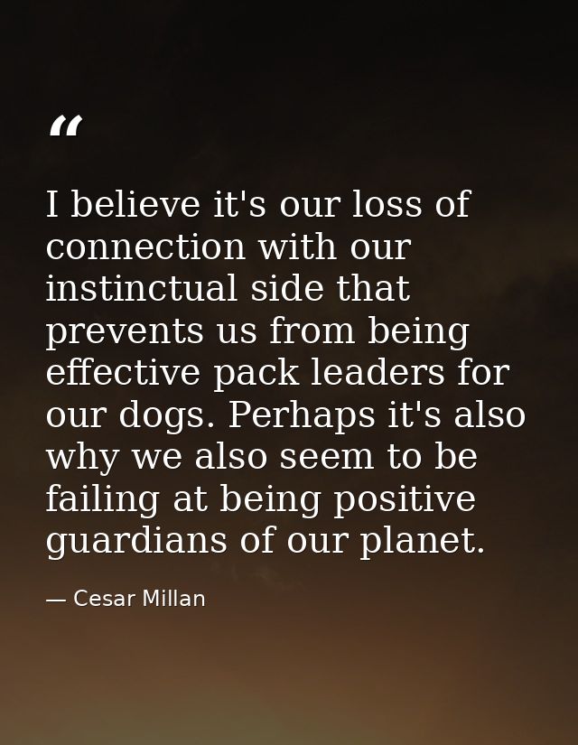 I believe it's our loss of connection with our instinctual side that prevents us from being effective pack leaders for o — Cesar Millan