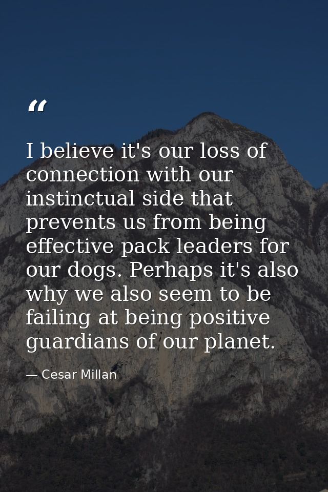 I believe it's our loss of connection with our instinctual side that prevents us from being effective pack leaders for o — Cesar Millan