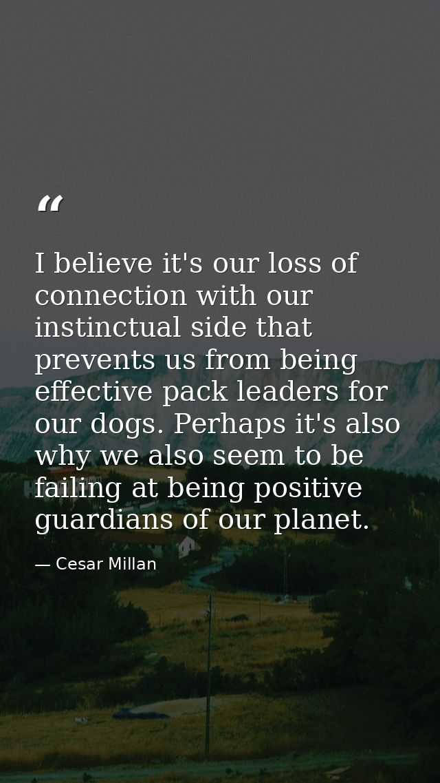 I believe it's our loss of connection with our instinctual side that prevents us from being effective pack leaders for o — Cesar Millan