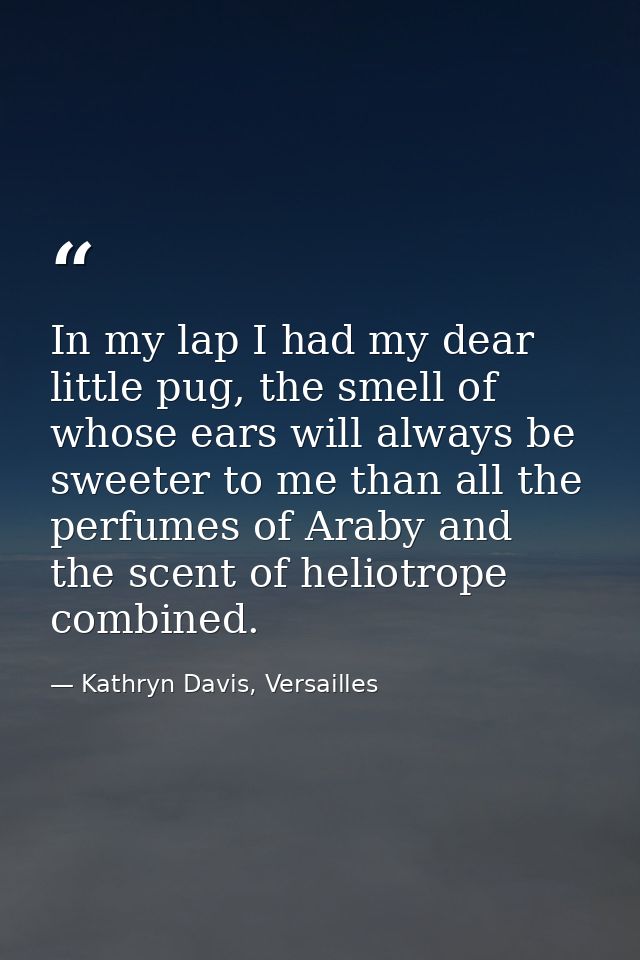 In my lap I had my dear little pug, the smell of whose ears will always be sweeter to me than all the perfumes of Araby  — Kathryn Davis, Versailles