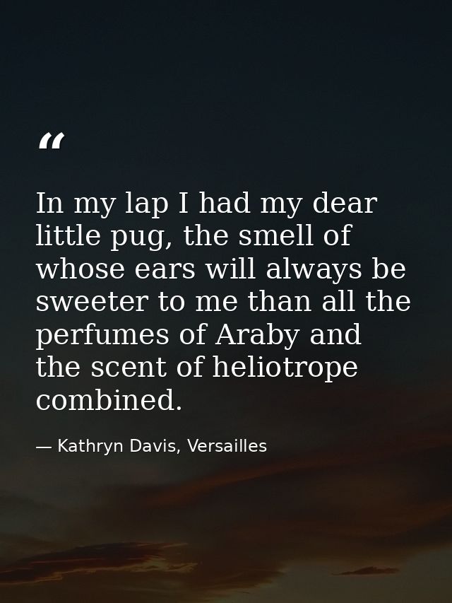 In my lap I had my dear little pug, the smell of whose ears will always be sweeter to me than all the perfumes of Araby  — Kathryn Davis, Versailles