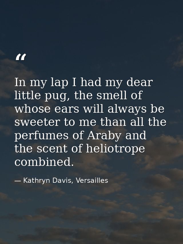 In my lap I had my dear little pug, the smell of whose ears will always be sweeter to me than all the perfumes of Araby  — Kathryn Davis, Versailles