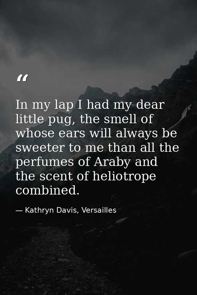 In my lap I had my dear little pug, the smell of whose ears will always be sweeter to me than all the perfumes of Araby  — Kathryn Davis, Versailles