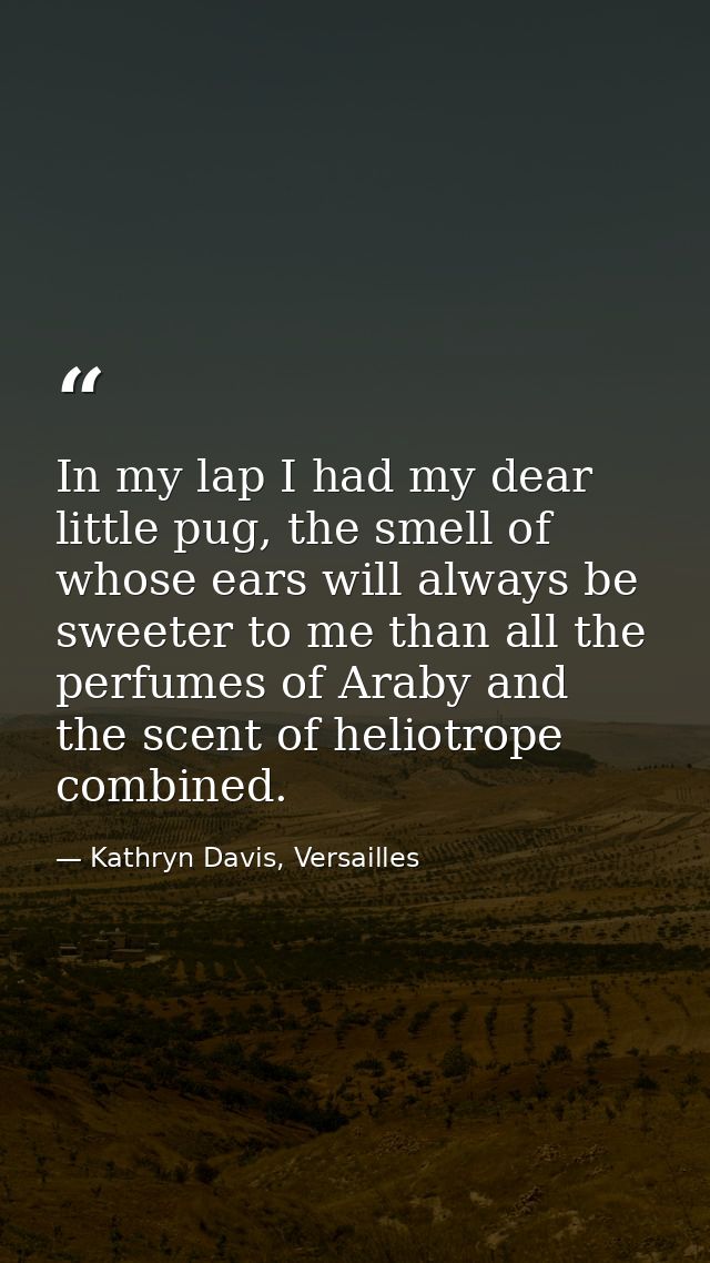 In my lap I had my dear little pug, the smell of whose ears will always be sweeter to me than all the perfumes of Araby  — Kathryn Davis, Versailles