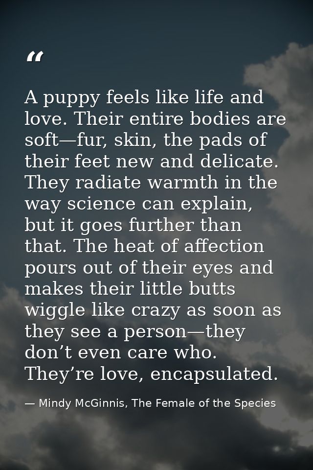 A puppy feels like life and love. Their entire bodies are soft—fur, skin, the pads of their feet new and delicate. They  — Mindy McGinnis, The Female of the Species