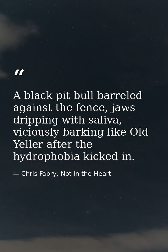 A black pit bull barreled against the fence, jaws dripping with saliva, viciously barking like Old Yeller after the hydr — Chris Fabry, Not in the Heart