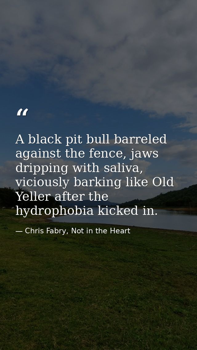 A black pit bull barreled against the fence, jaws dripping with saliva, viciously barking like Old Yeller after the hydr — Chris Fabry, Not in the Heart