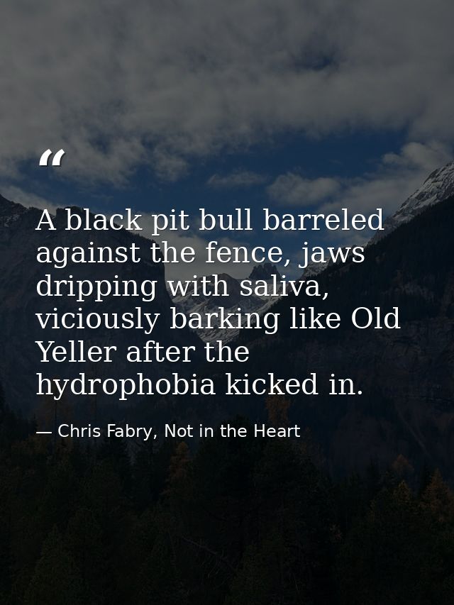 A black pit bull barreled against the fence, jaws dripping with saliva, viciously barking like Old Yeller after the hydr — Chris Fabry, Not in the Heart