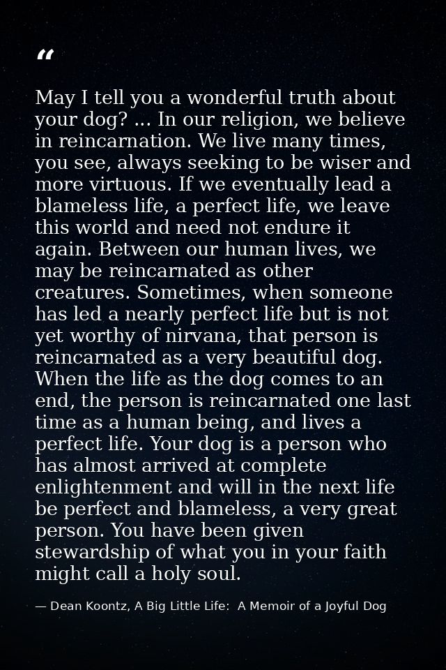 May I tell you a wonderful truth about your dog? ... In our religion, we believe in reincarnation. We live many times, y — Dean Koontz, A Big Little Life:  A Memoir of a Joyful Dog