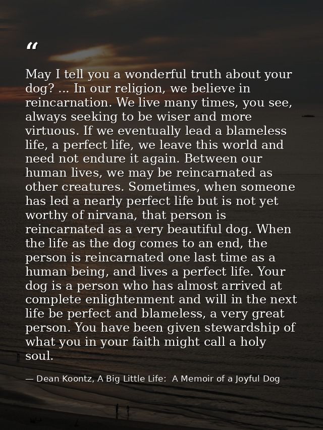 May I tell you a wonderful truth about your dog? ... In our religion, we believe in reincarnation. We live many times, y — Dean Koontz, A Big Little Life:  A Memoir of a Joyful Dog