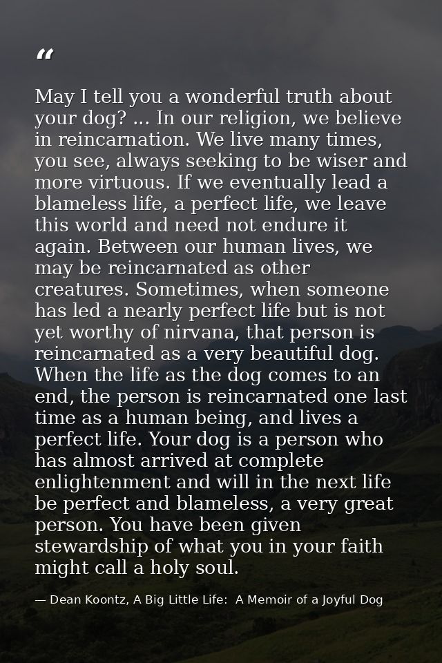 May I tell you a wonderful truth about your dog? ... In our religion, we believe in reincarnation. We live many times, y — Dean Koontz, A Big Little Life:  A Memoir of a Joyful Dog