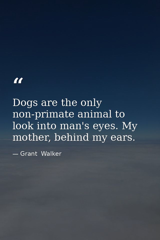 Dogs are the only non-primate animal to look into man's eyes. My mother, behind my ears. — Grant  Walker