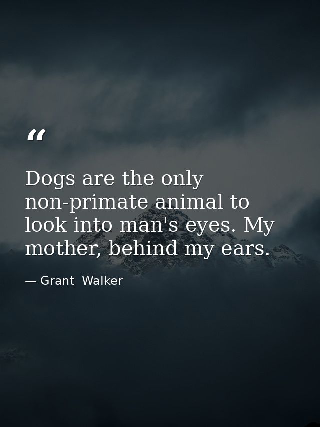 Dogs are the only non-primate animal to look into man's eyes. My mother, behind my ears. — Grant  Walker