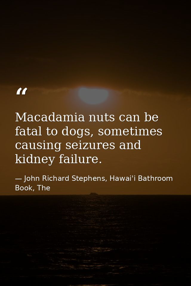 Macadamia nuts can be fatal to dogs, sometimes causing seizures and kidney failure. — John Richard Stephens, Hawai'i Bathroom Book, The