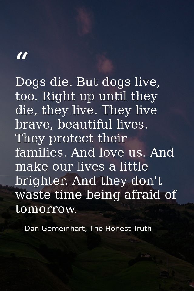 Dogs die. But dogs live, too. Right up until they die, they live. They live brave, beautiful lives. They protect their f — Dan Gemeinhart, The Honest Truth