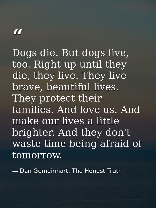 Dogs die. But dogs live, too. Right up until they die, they live. They live brave, beautiful lives. They protect their f — Dan Gemeinhart, The Honest Truth