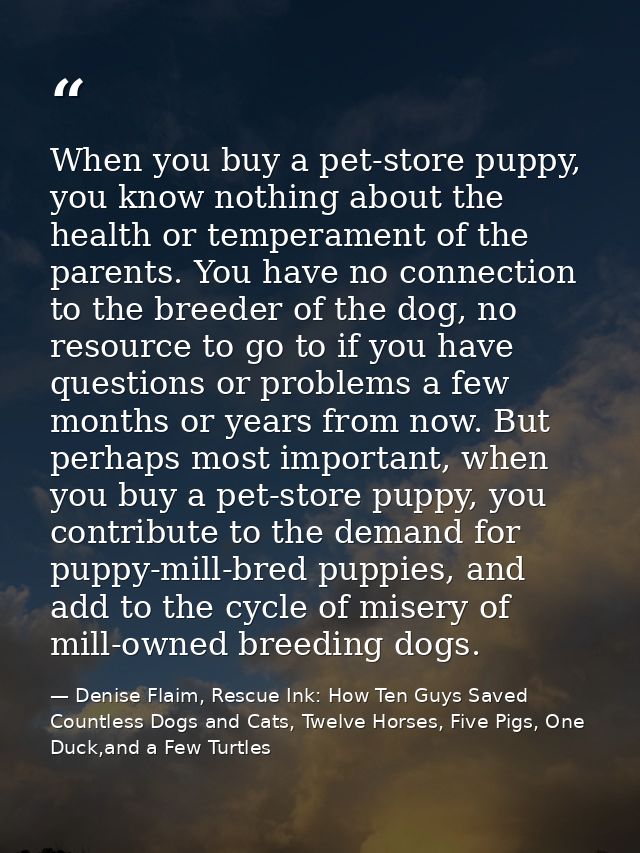 When you buy a pet-store puppy, you know nothing about the health or temperament of the parents. You have no connection  — Denise Flaim, Rescue Ink: How Ten Guys Saved Countless Dogs and Cats, Twelve Horses, Five Pigs, One Duck,and a Few Turtles