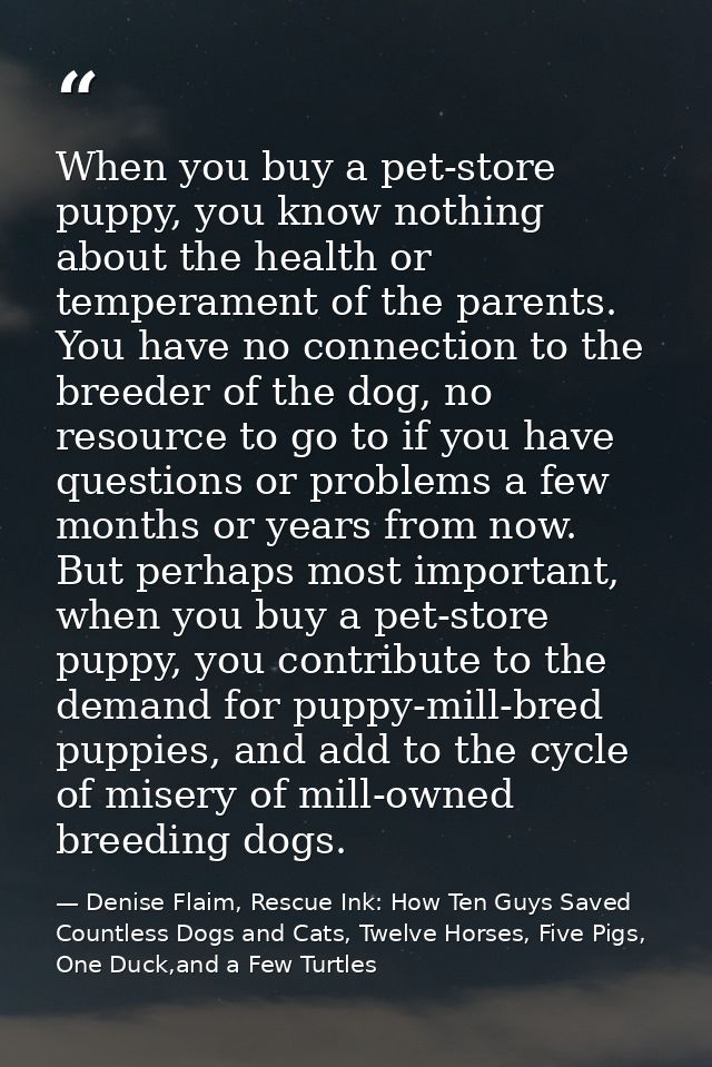 When you buy a pet-store puppy, you know nothing about the health or temperament of the parents. You have no connection  — Denise Flaim, Rescue Ink: How Ten Guys Saved Countless Dogs and Cats, Twelve Horses, Five Pigs, One Duck,and a Few Turtles