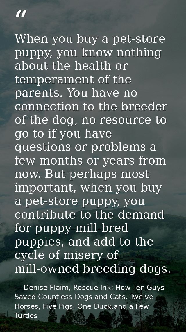 When you buy a pet-store puppy, you know nothing about the health or temperament of the parents. You have no connection  — Denise Flaim, Rescue Ink: How Ten Guys Saved Countless Dogs and Cats, Twelve Horses, Five Pigs, One Duck,and a Few Turtles