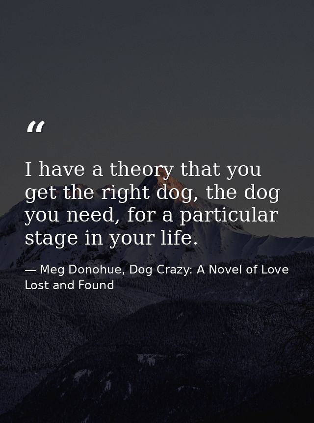 I have a theory that you get the right dog, the dog you need, for a particular stage in your life. — Meg Donohue, Dog Crazy: A Novel of Love Lost and Found