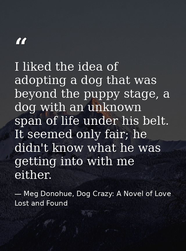 I liked the idea of adopting a dog that was beyond the puppy stage, a dog with an unknown span of life under his belt. I — Meg Donohue, Dog Crazy: A Novel of Love Lost and Found
