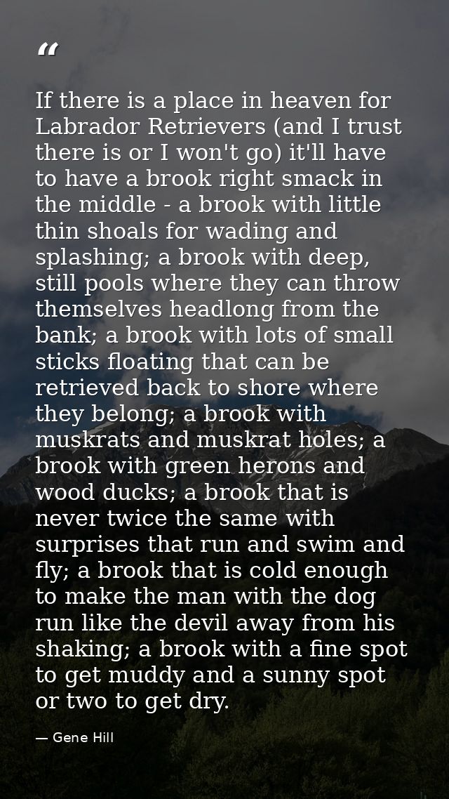 If there is a place in heaven for Labrador Retrievers (and I trust there is or I won't go) it'll have to have a brook ri — Gene Hill