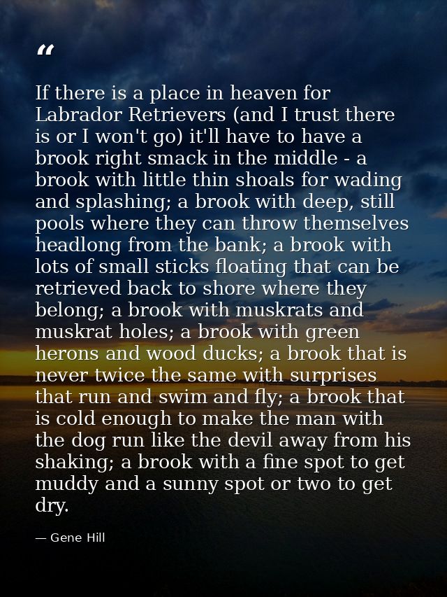 If there is a place in heaven for Labrador Retrievers (and I trust there is or I won't go) it'll have to have a brook ri — Gene Hill