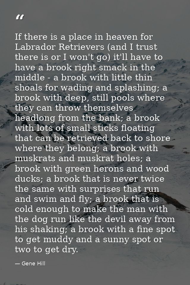If there is a place in heaven for Labrador Retrievers (and I trust there is or I won't go) it'll have to have a brook ri — Gene Hill
