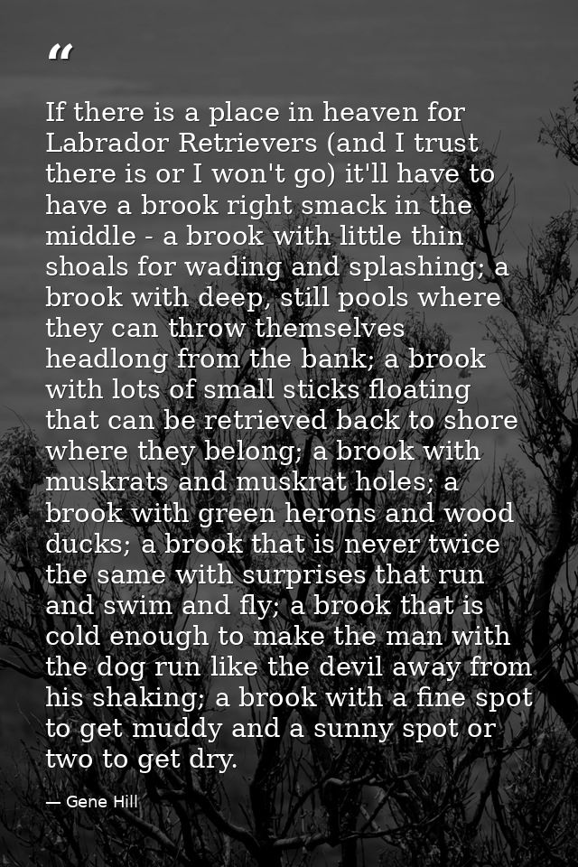 If there is a place in heaven for Labrador Retrievers (and I trust there is or I won't go) it'll have to have a brook ri — Gene Hill